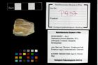 Foto (Objekt + Etikett) von Gastrosacus eminens (Blaschke, 1911)  (NHMW-GEO-2014-0194-0937)